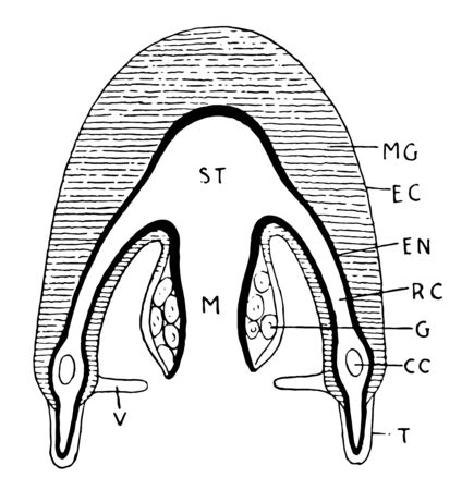 Various labels of Medusoid Structure and its working function, vintage line drawing or engraving illustration.のイラスト素材