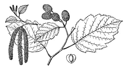 The branch of Alnus Oregon Tree and its pages are large in this frame, vintage line drawing or engraving illustration.のイラスト素材