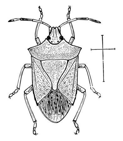 Adult Stink Bug will develop within 35 to 45 days after hatching, vintage line drawing or engraving illustration.のイラスト素材