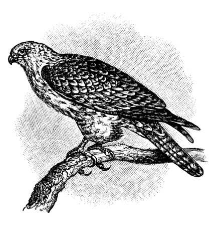 Gyrfalcon is a bird of prey the largest of the falcon species, vintage line drawing or engraving illustration.のイラスト素材