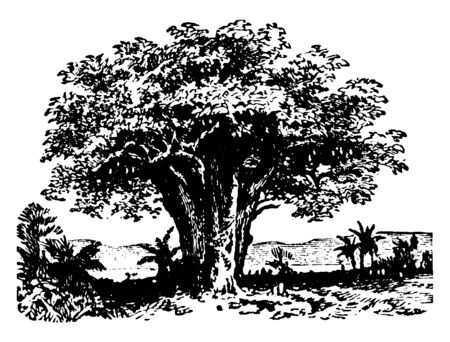 This is the baobab tree or monkey-tree belongs to the order Bombaceae. It is one of the largest trees, its trunk sometimes attaining a diameter of 30 feet, vintage line drawing or engraving illustration.のイラスト素材