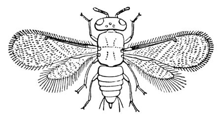 Aphelinus is a genus of parasitoid wasps, vintage line drawing or engraving illustration.のイラスト素材