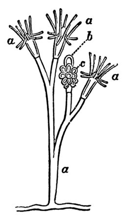 Dicoryne which is showing three forms of persons, vintage line drawing or engraving illustration.のイラスト素材