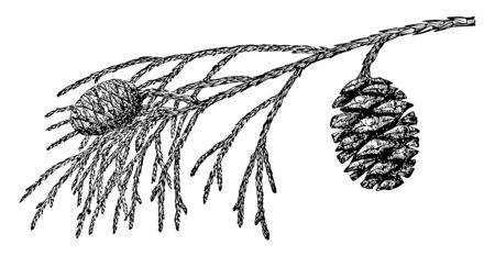 A photo of pine leaves with two pine cones hanging on it, vintage line drawing or engraving illustration.のイラスト素材