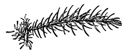 This illustration is of the branch of Araucaria Excela. This branch resembles fronds. The leaves of ferns are referred to as fronds, vintage line drawing or engraving illustration.のイラスト素材