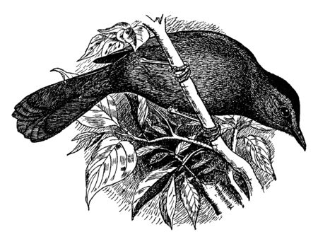Gray Catbird is the only member of New World catbird genus Dumetella, vintage line drawing or engraving illustration.のイラスト素材