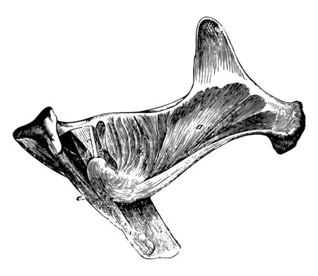 Muscles from Gluteal Region of a Horse where deep anterior portion of gluteus maximus is present, vintage line drawing or engraving illustration.のイラスト素材