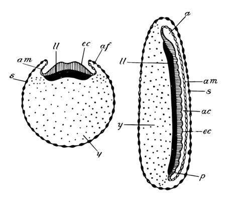 This image represents Insect Embryo, vintage line drawing or engraving illustration.のイラスト素材