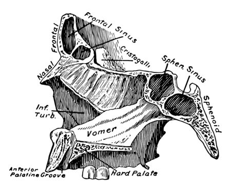 This illustration represents Section of Face Showing Vomer, vintage line drawing or engraving illustration.のイラスト素材