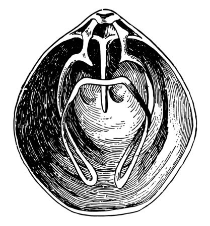 Brachiopod are a group of lophotrochozoan animals that have hard valves on the upper and lower surfaces, vintage line drawing or engraving illustration.のイラスト素材