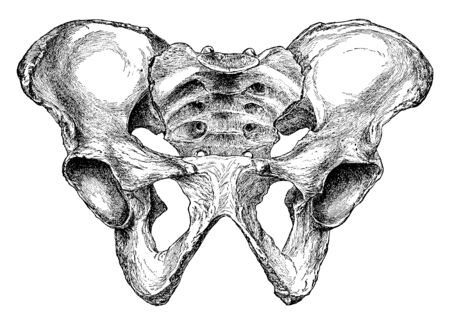 This illustration represents Male Pelvis from Before, vintage line drawing or engraving illustration.のイラスト素材