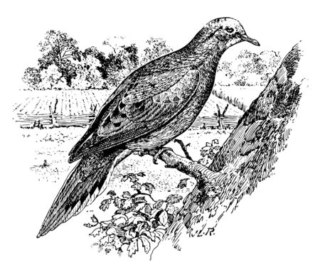 Mourning Dove is a member of the dove family Columbidae, vintage line drawing or engraving illustration.のイラスト素材