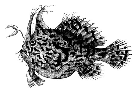 Chronectes Histrio is a larger species and found in Brazil, vintage line drawing or engraving illustration.のイラスト素材