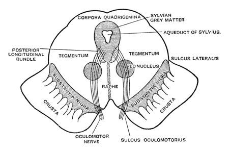 Diagrammatic view of the cut surface of a transverse section through the upper part of the mesencephalon, vintage line drawing or engraving illustrationのイラスト素材