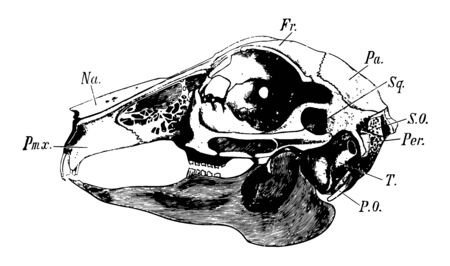Side view of rabbit's skull, vintage line drawing or engraving illustration.のイラスト素材