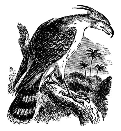 This illustration represents Hawk eagle, vintage line drawing or engraving illustration.のイラスト素材