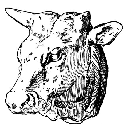 Ox Head was designed by Habenschaden of Munchen, vintage line drawing or engraving illustration.のイラスト素材