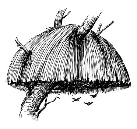 This illustration represents Weaver Bird Nest, vintage line drawing or engraving illustration.のイラスト素材