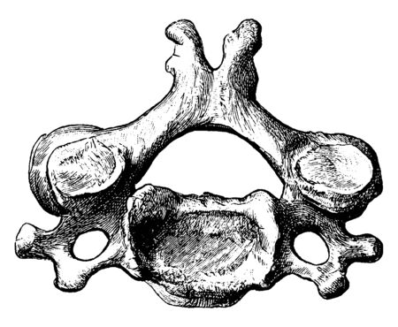 This illustration represents Fourth Cervical Vertebra Viewed from Above, vintage line drawing or engraving illustration.のイラスト素材