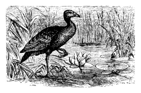 This illustration represents Hyacinthine Gallinule, vintage line drawing or engraving illustration.のイラスト素材