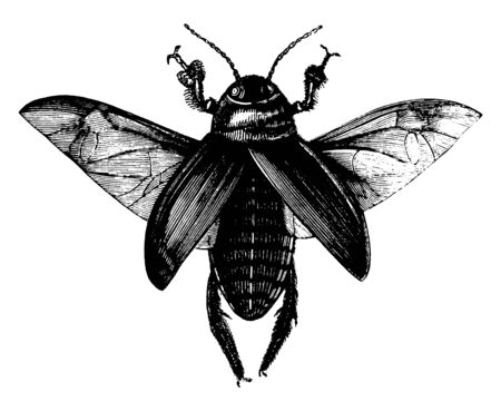 Cockroaches are insects of the order Blattodea, vintage line drawing or engraving illustration.のイラスト素材