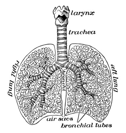 This illustration represents Diagram of Air Tubes in the Lungs, vintage line drawing or engraving illustration.のイラスト素材