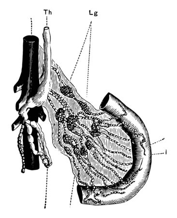 This diagram represents Lacteals, vintage line drawing or engraving illustration.のイラスト素材