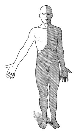 This illustration represents Regions of Lymph Flow, vintage line drawing or engraving illustration.のイラスト素材