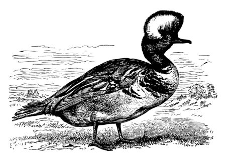 Hooded Merganser is a species of small duck, vintage line drawing or engraving illustration.のイラスト素材