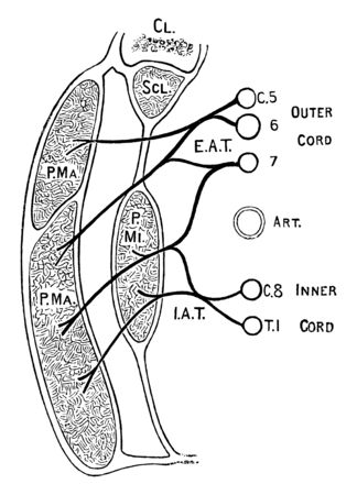 This illustration represents Nerves of the Pectoral Muscles, vintage line drawing or engraving illustration.のイラスト素材