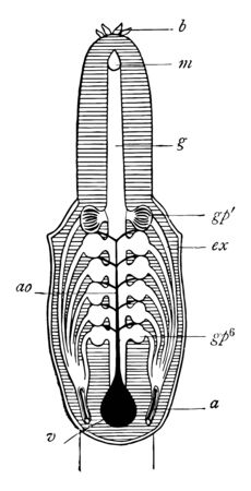 Respiratory system of hag from ventral surface, vintage line drawing or engraving illustration.のイラスト素材