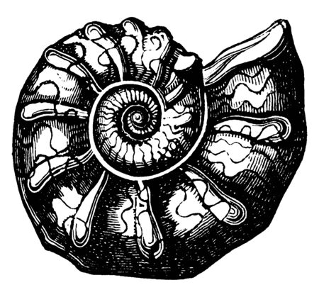 アンモナイト のイラスト素材 イメージマート