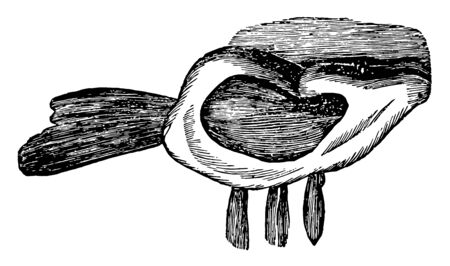 This illustration represents External Ear and Muscles, vintage line drawing or engraving illustration.のイラスト素材