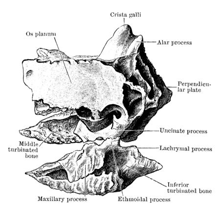 This illustration represents Ethmoid, vintage line drawing or engraving illustration.のイラスト素材