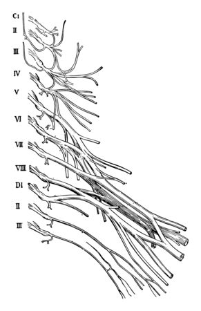 This illustration represents Cervical and Brachial Nerve Plexuses, vintage line drawing or engraving illustration.のイラスト素材