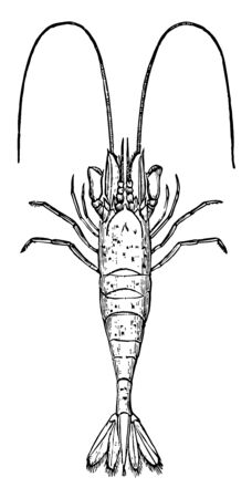 Common Shrimp is a shrimp fished mainly in the North Sea, vintage line drawing or engraving illustration.のイラスト素材