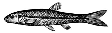 Black Nosed Dace is a silvery fish commonly used as bait, vintage line drawing or engraving illustration.のイラスト素材