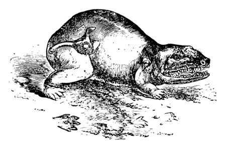 Labyrinthodon is an extinct amphibian of the Triassic period, vintage line drawing or engraving illustration.のイラスト素材