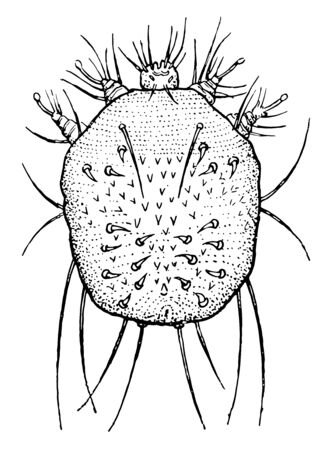 Also known as Sarcoptes scabiei. Humans, dogs & cats can be infected because of itch mite. Movement of these mites on to skin produces itches & it resemble an allergic reaction,  vintage line drawing or engraving illustration.のイラスト素材