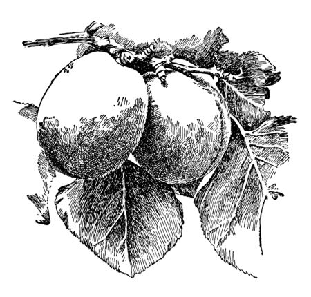 In this image a Apricots are considered as a dessert or fancy fruit, vintage line drawing or engraving illustration.のイラスト素材