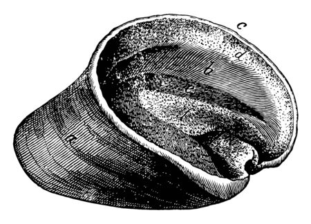Hoof of a Horse is a structure surrounding the distal phalanx of the 3rd digit of each of the four limbs of Equus species, vintage line drawing or engraving illustration.のイラスト素材
