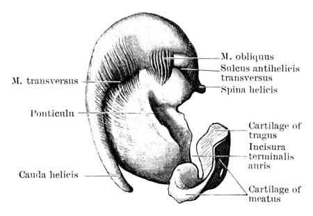 This illustration represents Inner Surface of Pinna Cartilage, vintage line drawing or engraving illustration.のイラスト素材