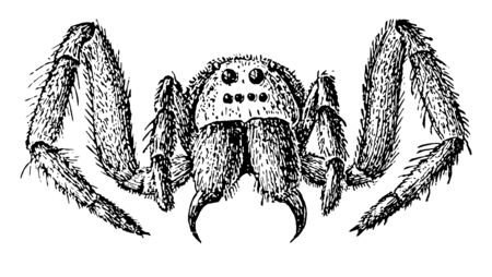 These are also known as Lycosa tarantula. found in southern Europe, especially in the Apulia region of Italy and near the city of Taranto. These spiders are large, vintage line drawing or engraving illustration.のイラスト素材