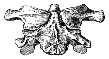 This illustration represents Atlas Without Anterior Arch, vintage line drawing or engraving illustration.のイラスト素材