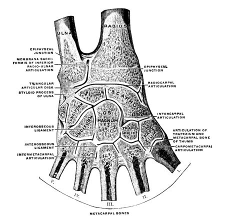 This illustration represents Joints of the Hand, vintage line drawing or engraving illustration.のイラスト素材