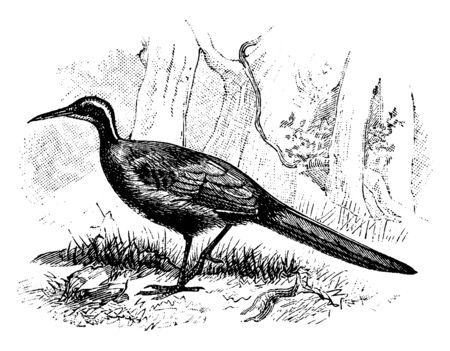 Malaysian Rail Babbler is a songbird in the Passeriformes order, vintage line drawing or engraving illustration.のイラスト素材