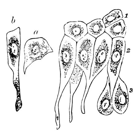 This illustration represents Epithelium of the Bladder, vintage line drawing or engraving illustration.のイラスト素材