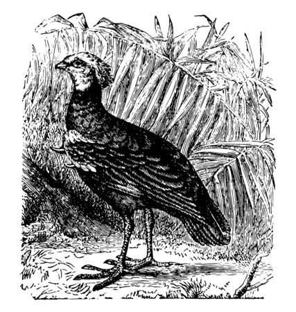 Faithful Kamichi or Crested Screamer is inhabitants of South America, vintage line drawing or engraving illustration.のイラスト素材