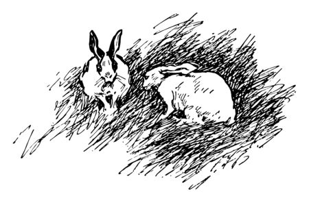 Rabbits are small mammals. Male rabbit is called buck, female rabbit is a doe & young rabbit is kittwo. Card shows rabbits sit on the grass , Vintage line drawing or engraving illustration.のイラスト素材