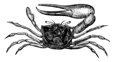 Sand Fiddler Crab is a small crustacean in the Ocypodidae family of ghost, vintage line drawing or engraving illustration.のイラスト素材